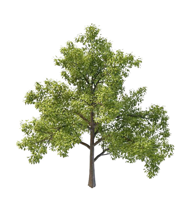 North America oak tree 3d rendering
