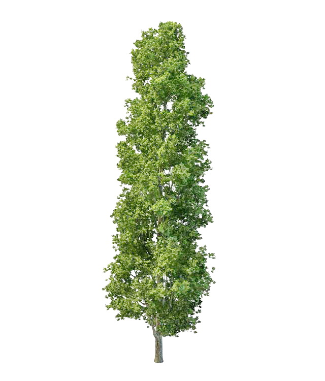 Chinese aspen tree 3d rendering