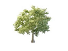 Quaking aspen tree 3d model preview