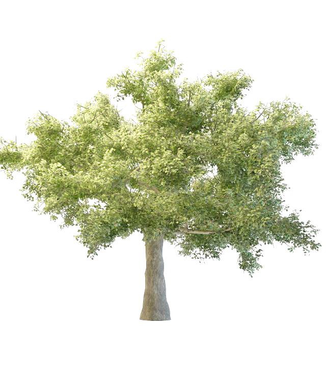 Quaking aspen tree 3d rendering