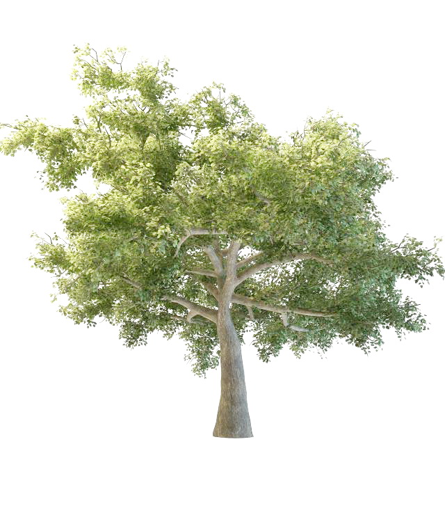 Quaking aspen tree 3d rendering