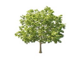 North America sugar maple tree 3d model preview