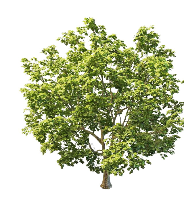 North America sugar maple tree 3d rendering