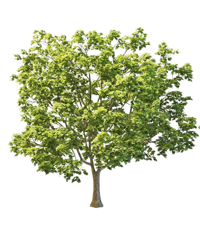 North America sugar maple tree 3d rendering