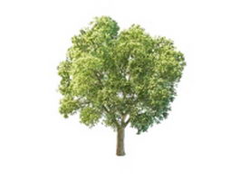 Aspen poplar tree 3d model preview