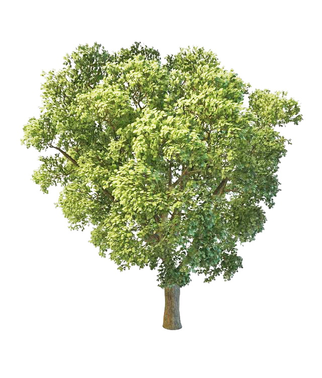 Aspen poplar tree 3d rendering