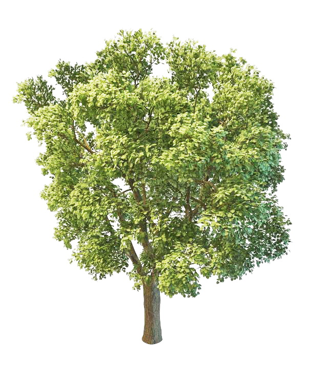 Aspen poplar tree 3d rendering