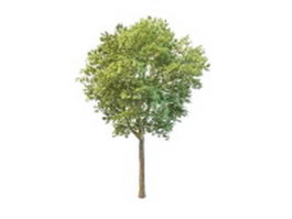 Garden peach tree 3d model preview