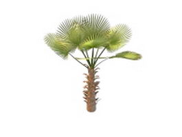 Chinese Chusan palm 3d model preview
