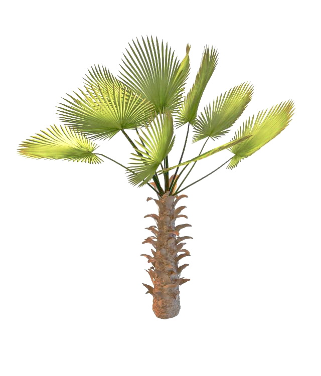 Chinese Chusan palm 3d rendering