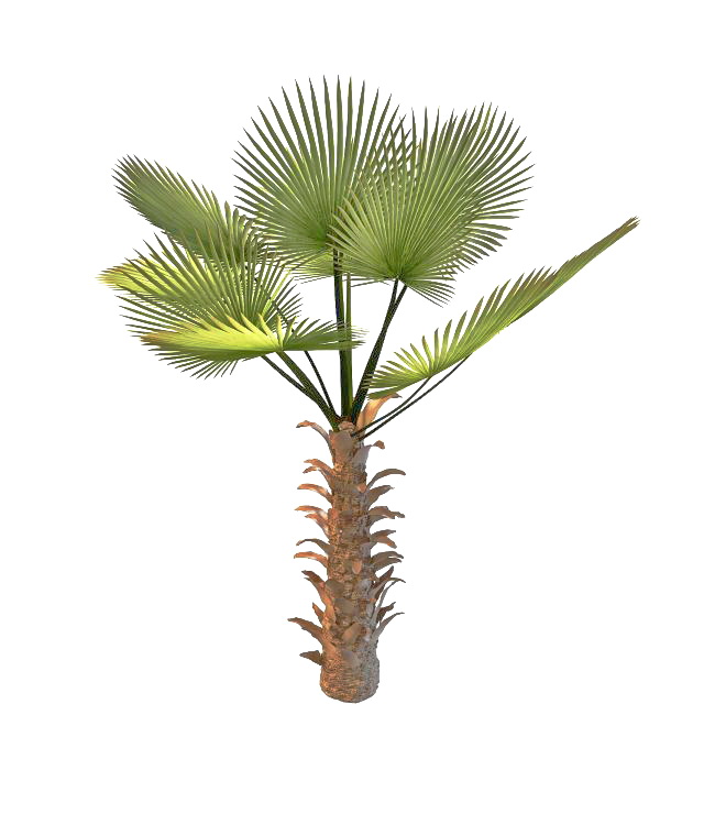 Chinese Chusan palm 3d rendering