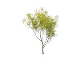 Sallow willow tree 3d model preview
