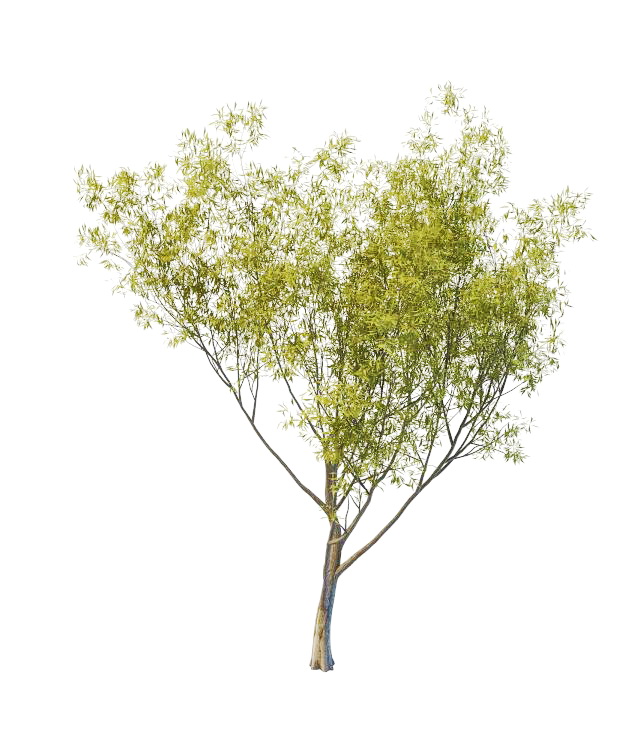 Sallow willow tree 3d rendering