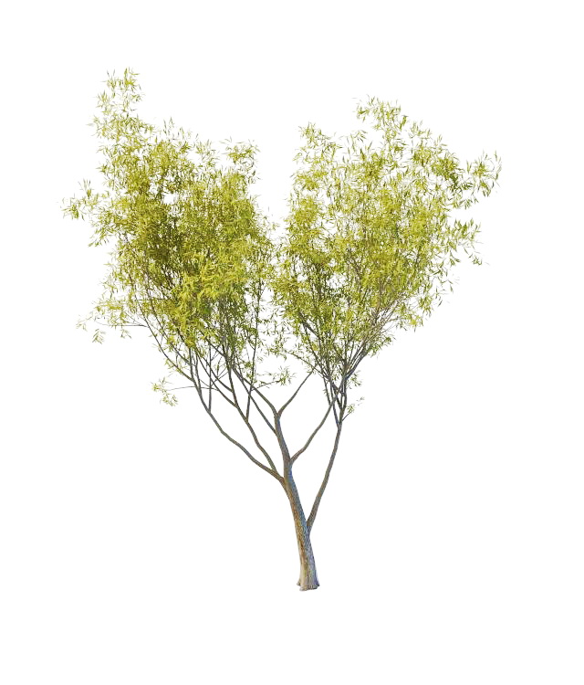 Sallow willow tree 3d rendering