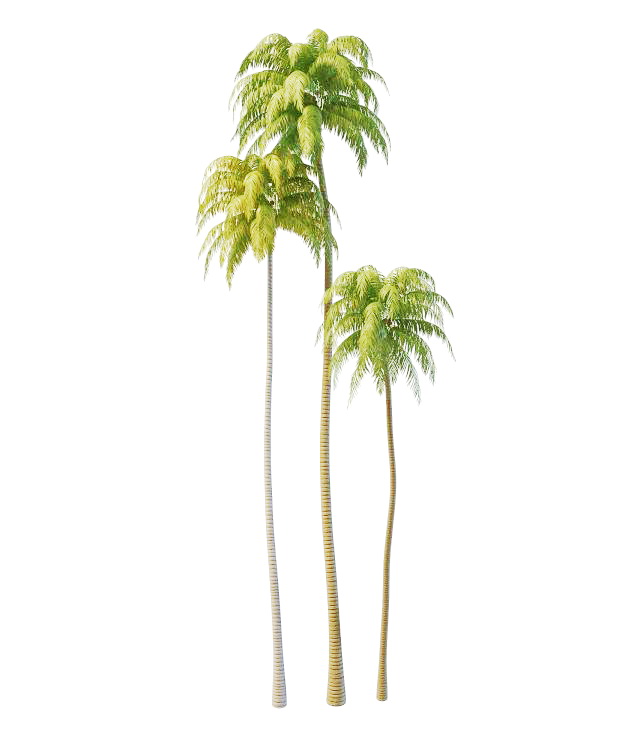Tall coconut trees 3d model 3ds max files free download - modeling ...