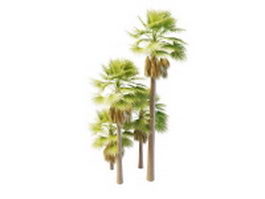 Australia palm trees 3d model preview