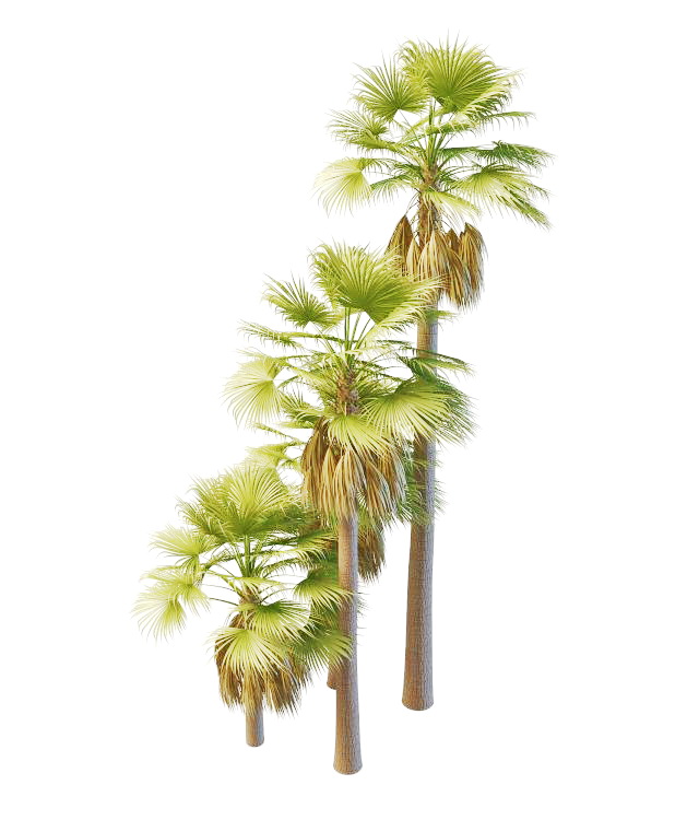 Australia palm trees 3d rendering