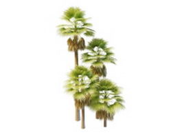 North America fan palms 3d model preview