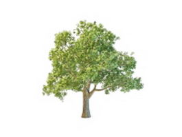 French oak tree 3d model preview