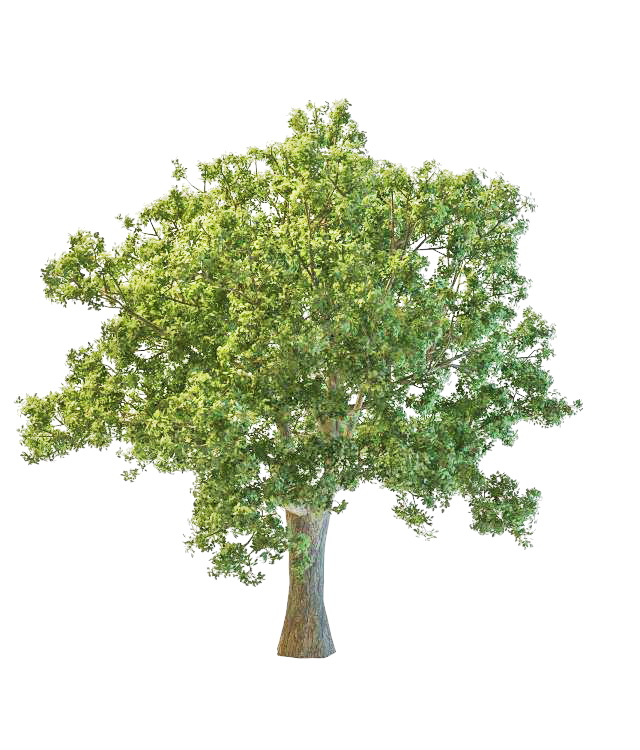 French oak tree 3d rendering
