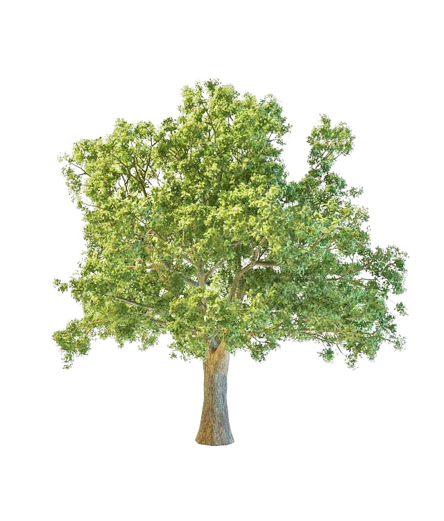 French oak tree 3d rendering
