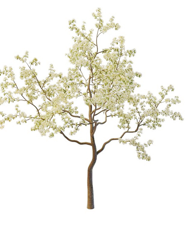 Spring pear tree 3d rendering