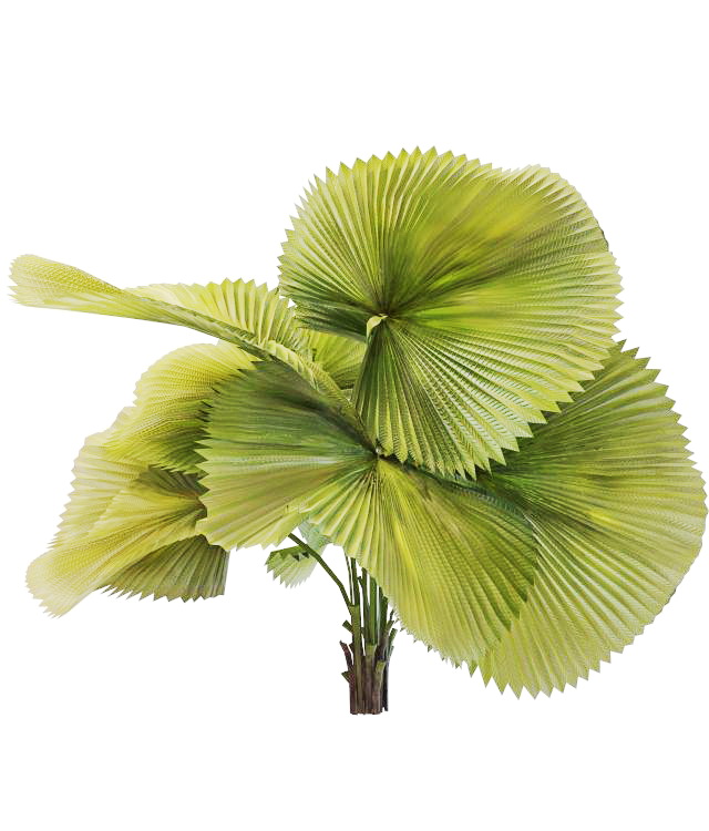 Ruffled fan palm tree 3d rendering