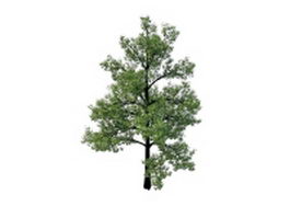 Swamp chestnut oak tree 3d model preview