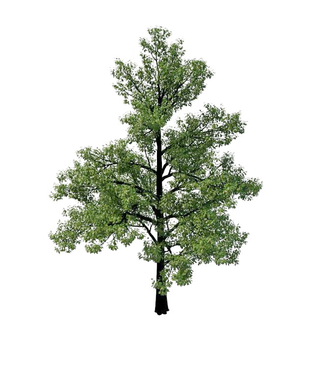 Swamp chestnut oak tree 3d rendering