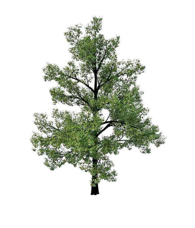 Swamp chestnut oak tree 3d rendering