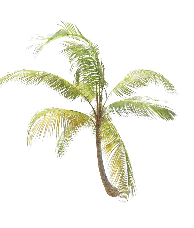 Garden tropical palm 3d rendering
