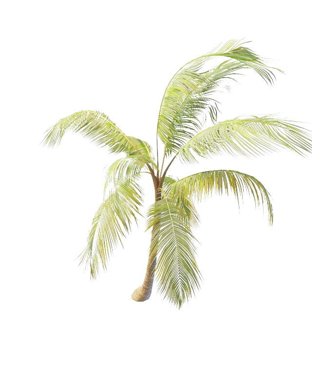 Garden tropical palm 3d rendering