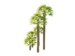 Trachycarpus windmill palms 3d model preview