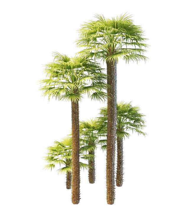Trachycarpus windmill palms 3d rendering