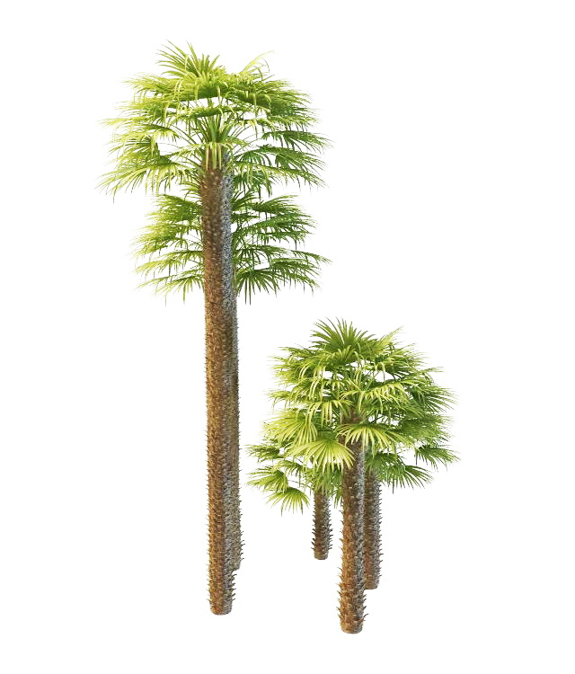 Trachycarpus windmill palms 3d rendering
