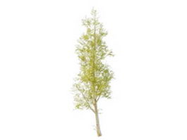 Spring poplar tree 3d model preview