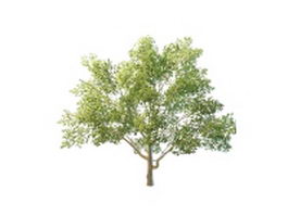 European beech tree 3d model preview