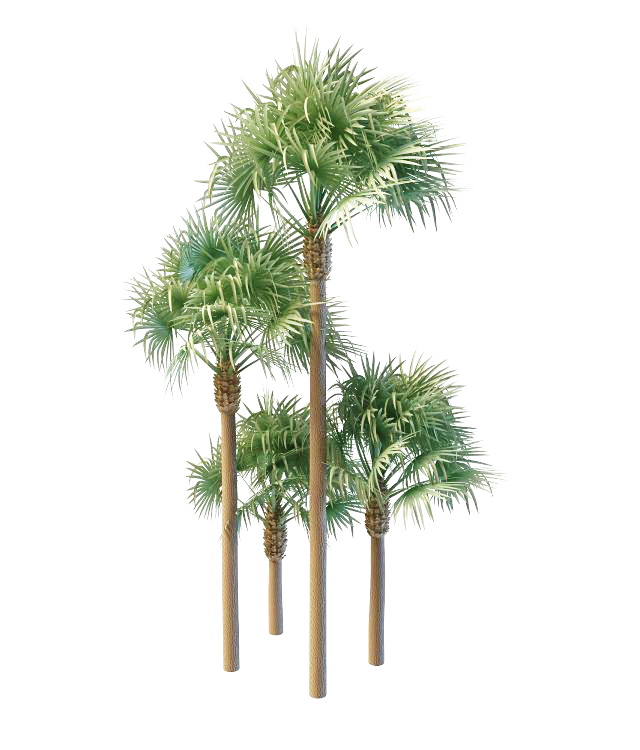 Real fan palms 3d rendering