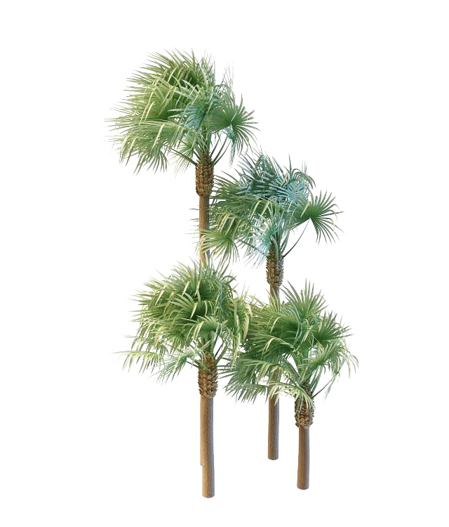 Real fan palms 3d rendering
