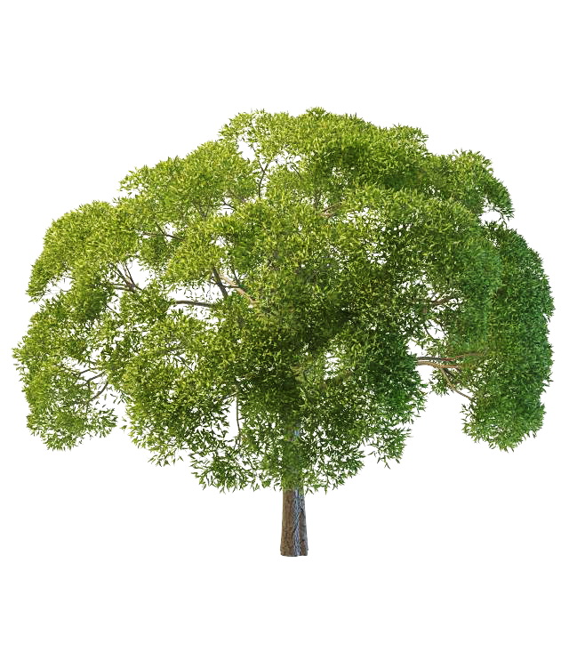 Willow oak tree 3d rendering