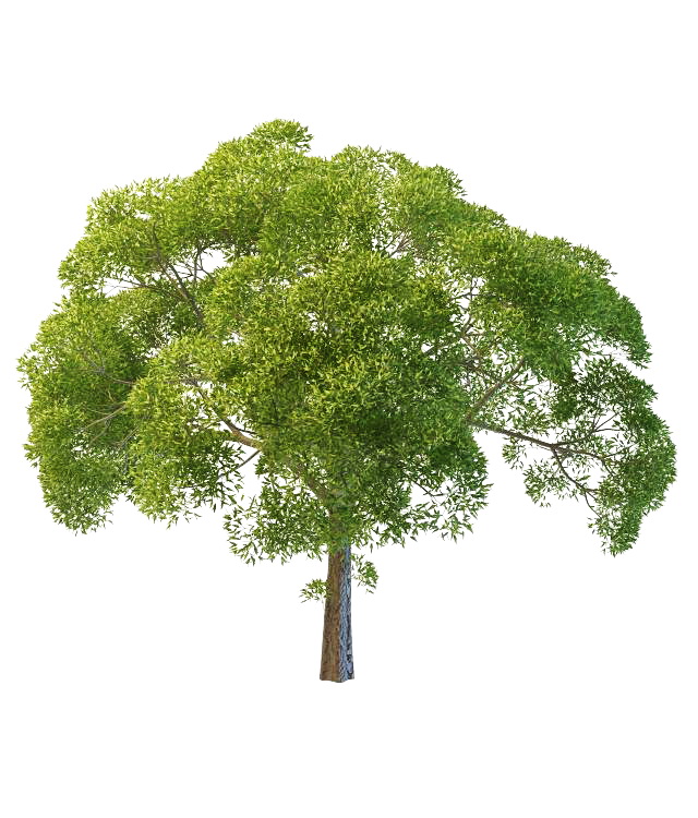 Willow oak tree 3d rendering