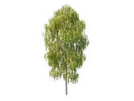 Japanese white birch tree 3d model preview