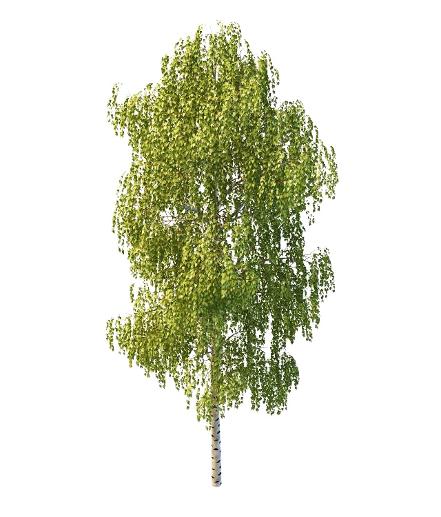 Japanese white birch tree 3d rendering