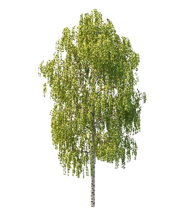 Japanese white birch tree 3d rendering