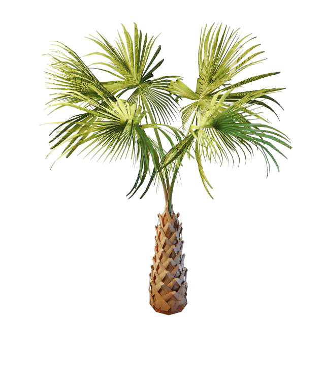 Copernicia palm tree 3d rendering