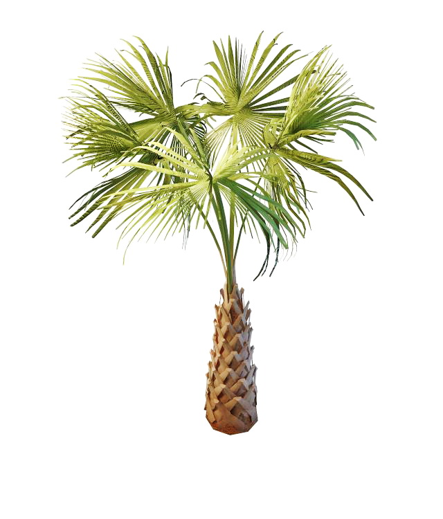 Copernicia palm tree 3d rendering