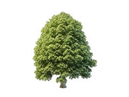 Alder tree 3d model preview
