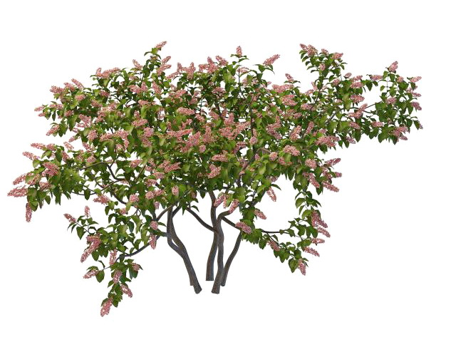 Pink blooming lilac 3d rendering
