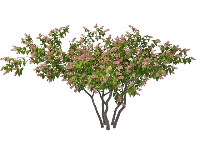 Pink blooming lilac 3d rendering