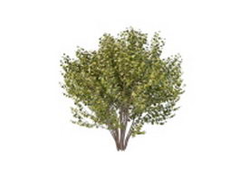 Large bushes for privacy 3d model preview